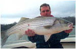 21lb striper in march on alewives