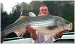 35lb striper from SML