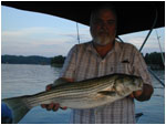 summer striper on gizzards