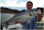 jigged striper