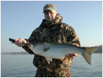 March striper jigging flukes