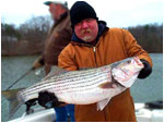 Cold Weather Striper