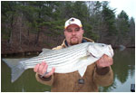 busting stripers in November