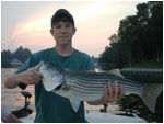 evening fluke jigged striper