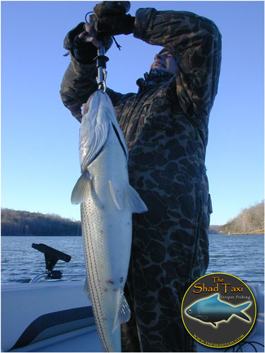 big striper