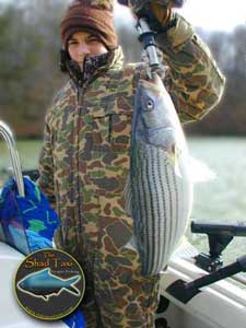 10lb striper