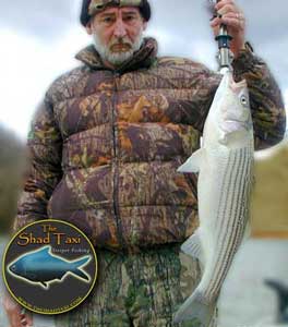 nice striper