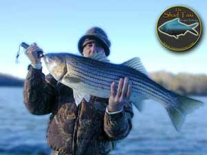 great striper