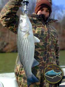 fluked striper