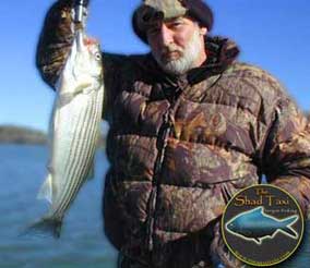 jigged striper