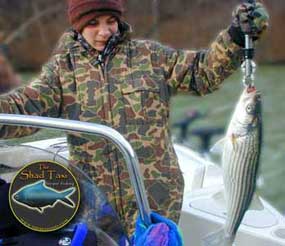 nice striper