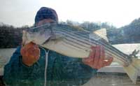 average Smith Moutain lake striper