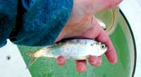 Alewife Shad
