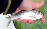 Smith Mountain lake shad