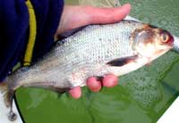 Smith Mountain Lake shad